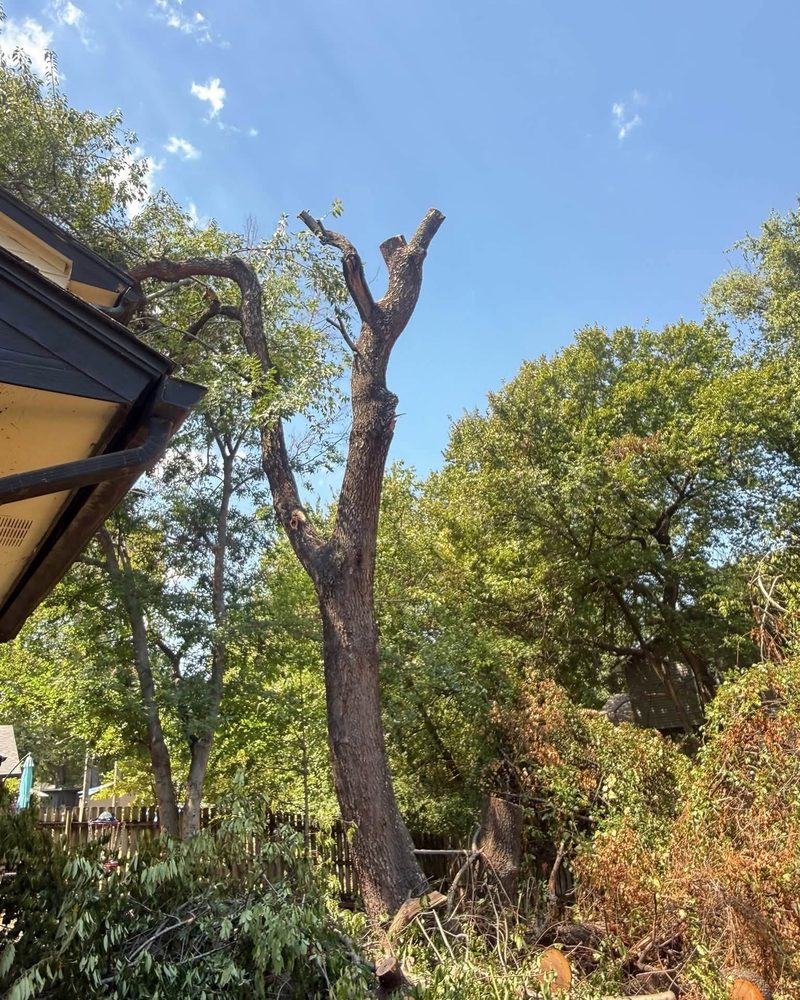 Tree pruned by our crew